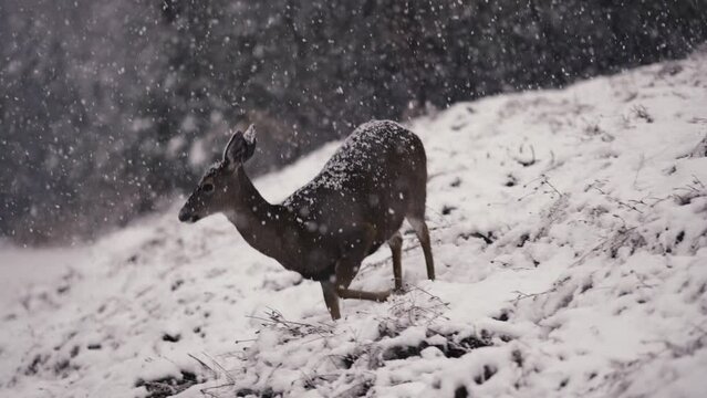 White-tailed Deer in Falling Snow Snowflakes