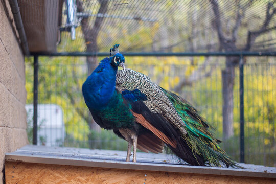 Beautiful Indian Peafowl male with hist folded wings over a roof. Picture of Pavo Cristatus 