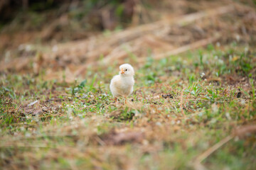 Chicks walking for food on the grass