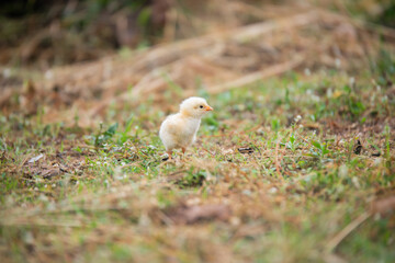 Chicks walking for food on the grass