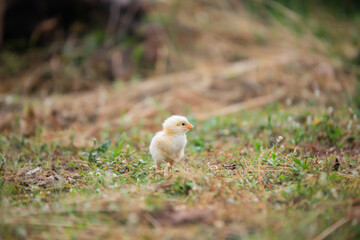 Chicks walking for food on the grass