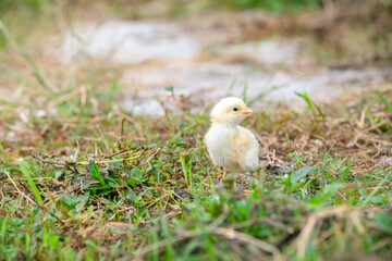 Chicks walking for food on the grass