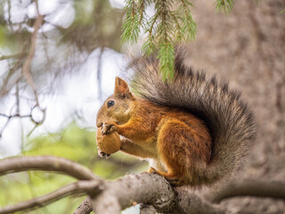 The squirrel with nut sits on tree in the autumn. Eurasian red squirrel, Sciurus vulgaris.