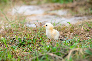 Chicks walking for food on the grass