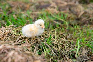 Chicks walking for food on the grass