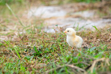 Chicks walking for food on the grass