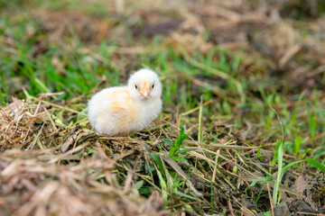 Chicks walking for food on the grass