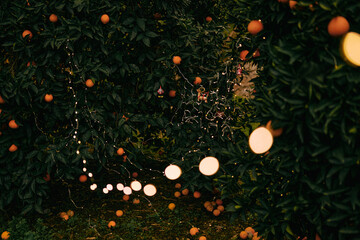 New Year's authentic ligths on a tree in an orange garden, around the Christmas lights of garlands - 552107296
