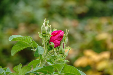 Blooming rosehip flower, beautiful pink flower on a bush branch. Beautiful natural background of blooming greenery.