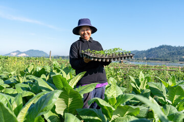 Farmer plantation smile hold tray of young of tobacco tree on sunshine morning in garden
