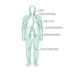 The lymphatic system labeled on a male body