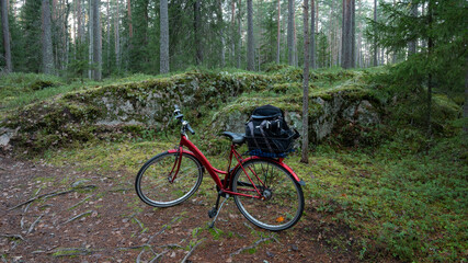 cycling in the forest