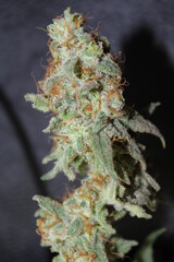 Closeup of a cannabis flower on a black background