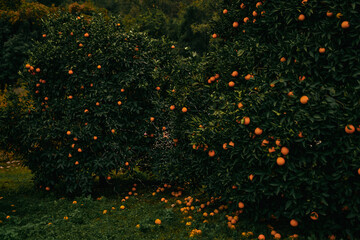 Orange garden with New Year lights - 552110232