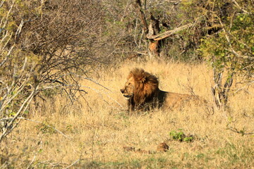 African Male Lion portrait in the Kruger Park South Africa