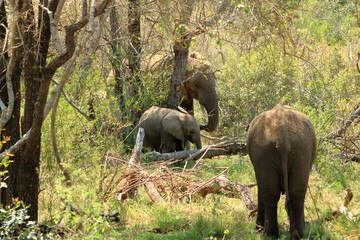 Elephant family with calf in the Kruger National Park, South Africa