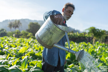 Farmer check growth of tobacco leaf on sunshine morning in garden use watering can spread water