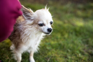 old chihuahua dog playing with vet