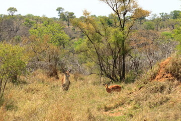 waterbuck in the vegetation of the veld in the Kruger Park, South Africa