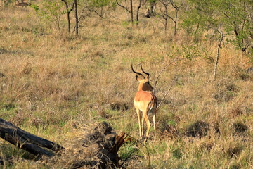 One impala buck facing the tourist at the Kruger National Park South Africa