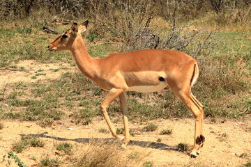Naklejka premium One impala buck facing the tourist at the Kruger National Park South Africa