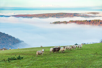 Sheep grazing in a field overlooking the mist filled valley of Horner Water to Bossington Hill and Minehead North Hill on Exmoor National Park at Cloutsham, Somerset, England UK