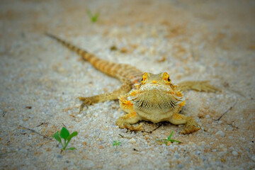 lizard on the sand