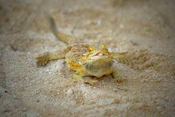 bearded dragon on sand
