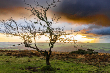 Fototapeta na wymiar A gnarled hawthorn tree in a winter sunset on Winsford Hill in Exmoor National Park, Somerset, England UK