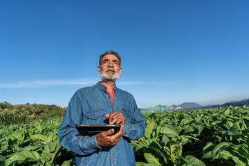 Farmer plantation check growth of tobacco leaf take note to tablet on sunshine morning in garden