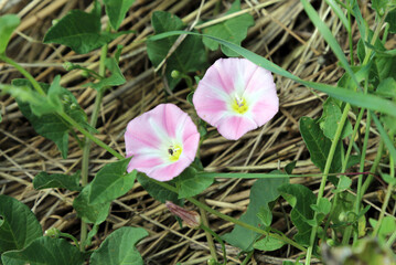 Two pink Field Bindweed flowers, Derbyshire England
