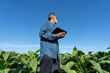 Farmer plantation check growth of tobacco leaf take note to tablet on sunshine morning in garden