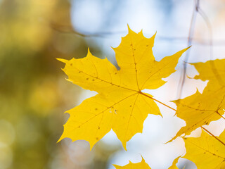 Maple branches with yellow leaves in autumn, in the light of sunset.