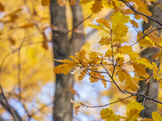 Fototapeta na wymiar Oak branches with yellow leaves in autumn park