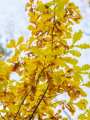Oak branches with yellow leaves in autumn park