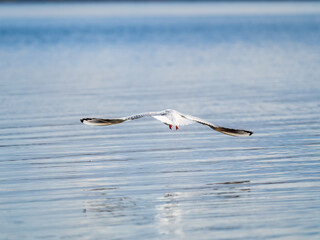 Beautiful Black Headed Gull, in elegant flight over blue water