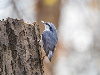 Eurasian nuthatch or wood nuthatch, lat. Sitta europaea, sitting on a tree trunk with a blurred background.