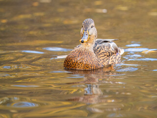 Mallard female Duck swims in the pond.