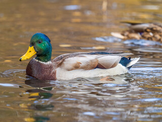 Duck swims in the pond. Mallard, lat. Anas platyrhynchos, male