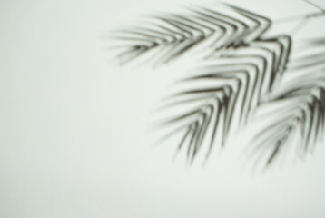 Tropical palm leaves shadows with empty copy space. Black and white  background simple design.