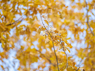 Oak branches with yellow leaves in autumn park