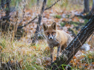 The red fox Vulpes vulpes walks along a path in the forest.