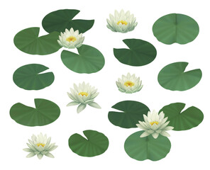 Hand painted illustrations of water lilies for print - 552117072