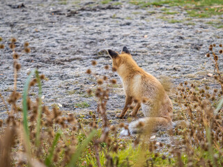 Close up of a red fox Vulpes vulpes, sitting on a path in the forest.