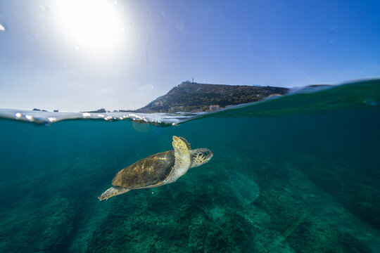 tortue au bord des plages meditarne