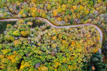 Une forêt d'arbre feuillus en automne traversé par une petite route