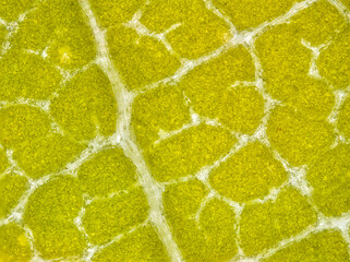 maple tree leaf in autumn under the microscope - fall leaf under the microscope - optical microscope x100 magnification