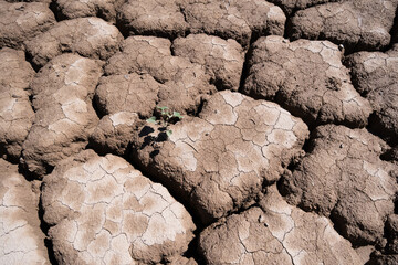 Small plant growing on dry soil in a river. Dry river, dam or lake