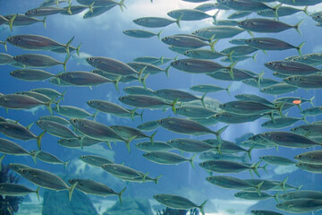 Beautiful aquarium shoal of mackerel