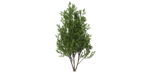 Foto op Aluminium small tree png image_ small bush in transparent background_png flower tree _ tree in isolated white background © Afrin